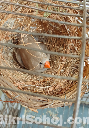 জেব্রা ফ্রিন্স